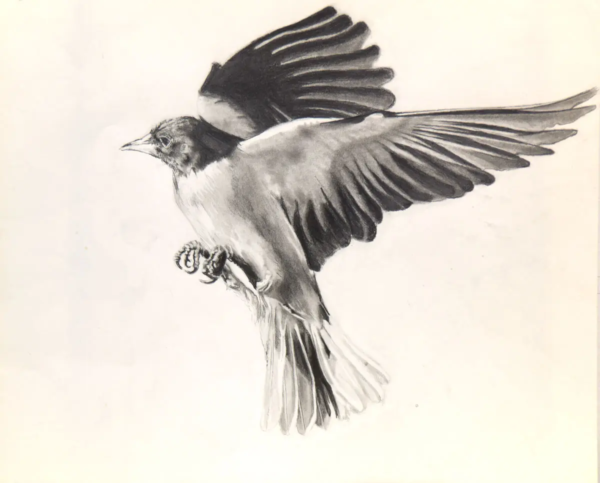 Bird by Larry Downs